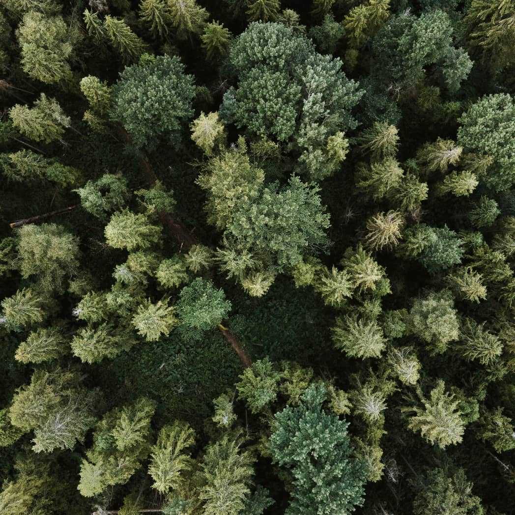 Der wald Mdl Haus deutschland